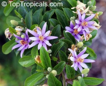 Grewia occidentalis, 10-100 Samen